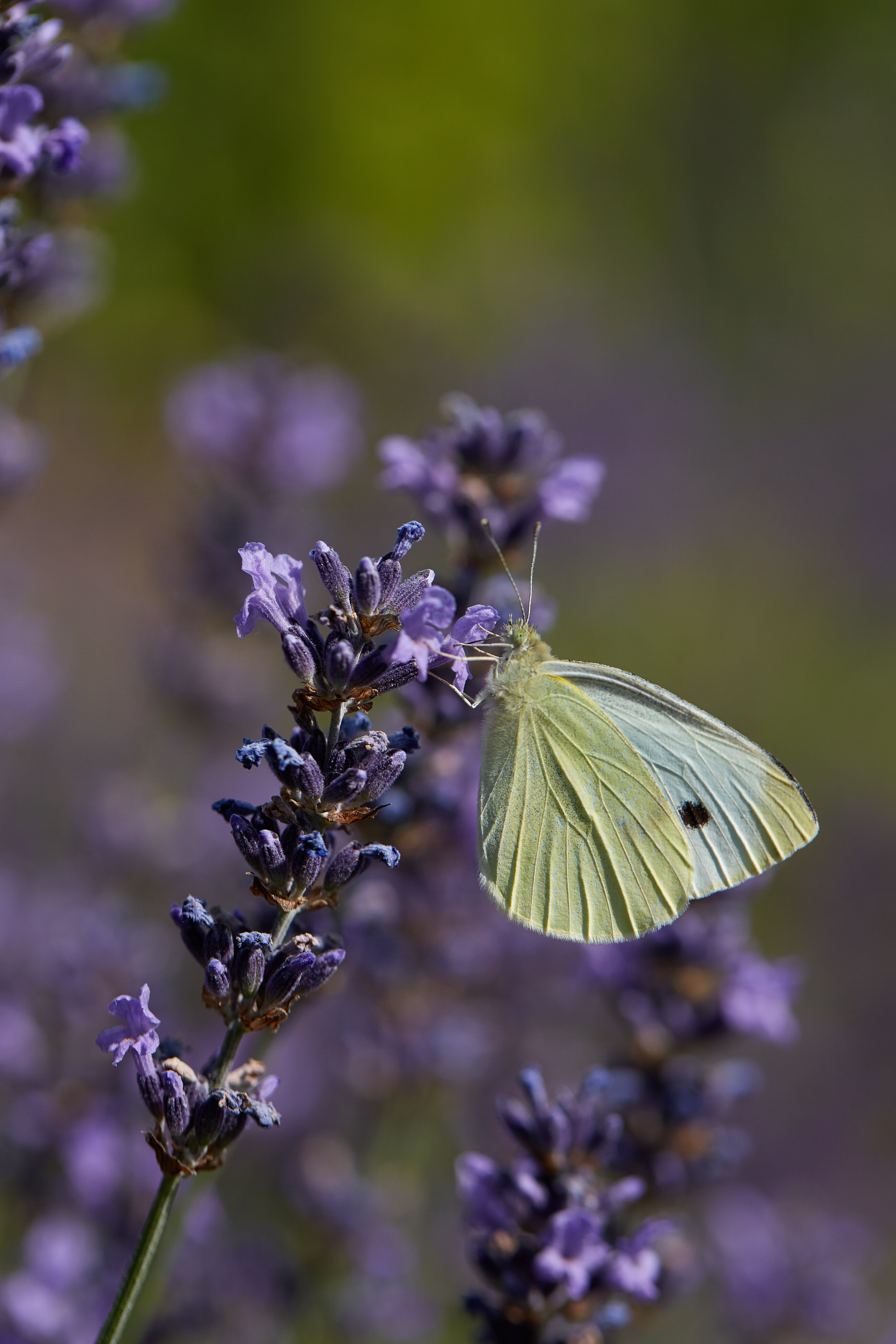 Kohlweißling   Pieris